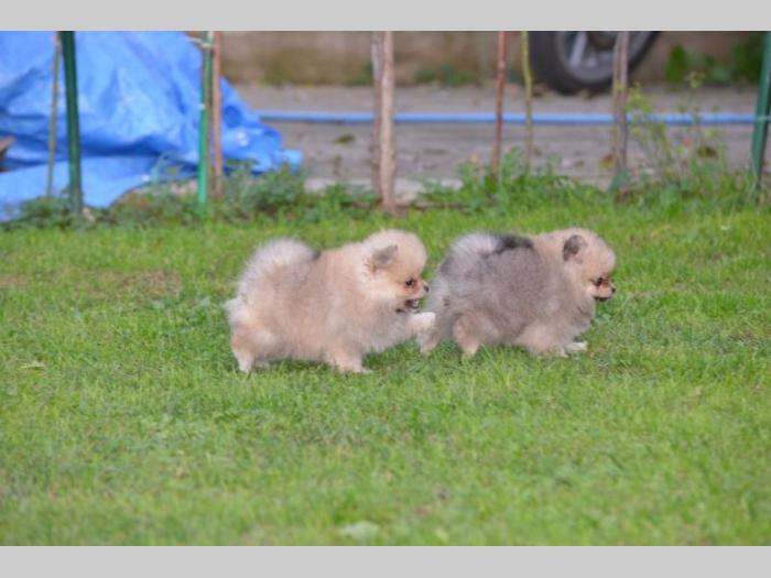pomeranac prelepi štenci besplatni mali oglasi
