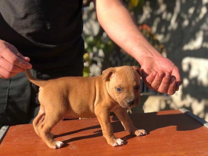 pitbul štenci besplatni mali oglasi