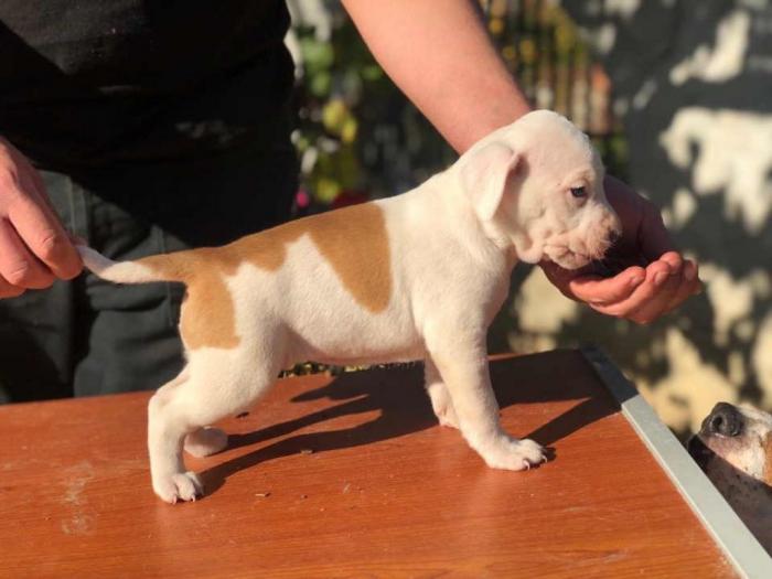 pitbul štenci besplatni mali oglasi