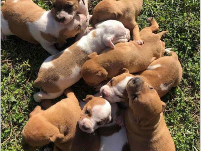 pitbul štenci besplatni mali oglasi