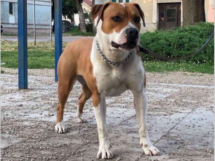 pitbul štenci besplatni mali oglasi