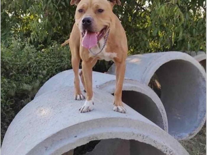 pitbul štenci besplatni mali oglasi