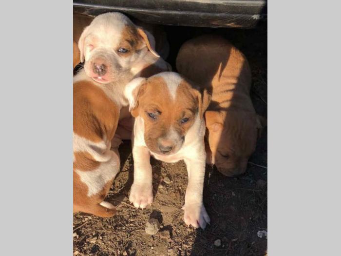 pitbul štenci besplatni mali oglasi