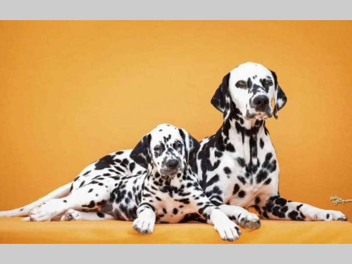 doberman štenci besplatni mali oglasi