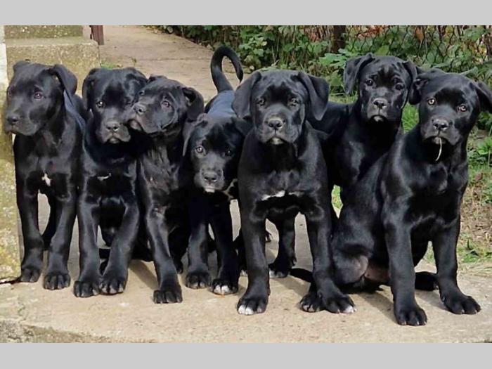cane corso štenci besplatni mali oglasi