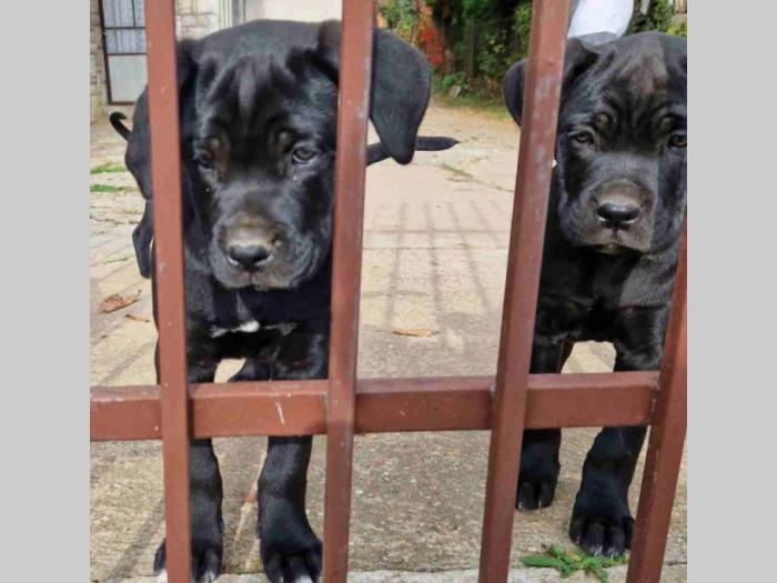 cane corso štenci besplatni mali oglasi