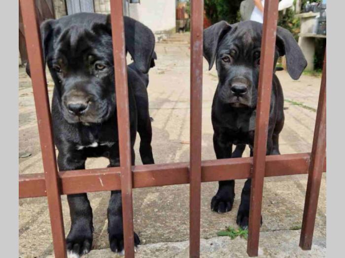 cane corso štenci besplatni mali oglasi