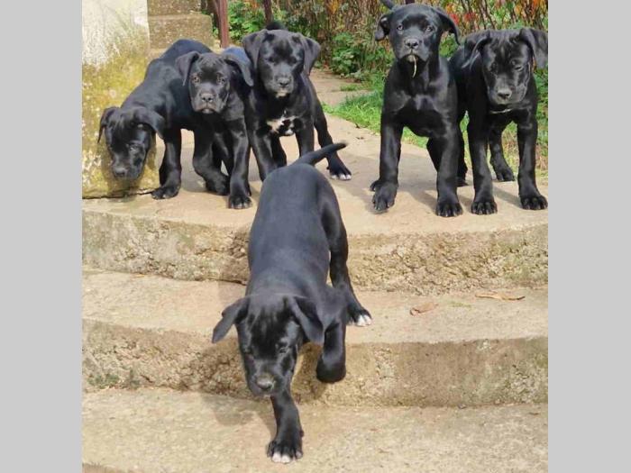 cane corso štenci besplatni mali oglasi