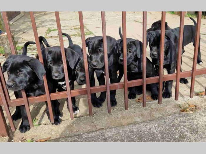 cane corso štenci besplatni mali oglasi