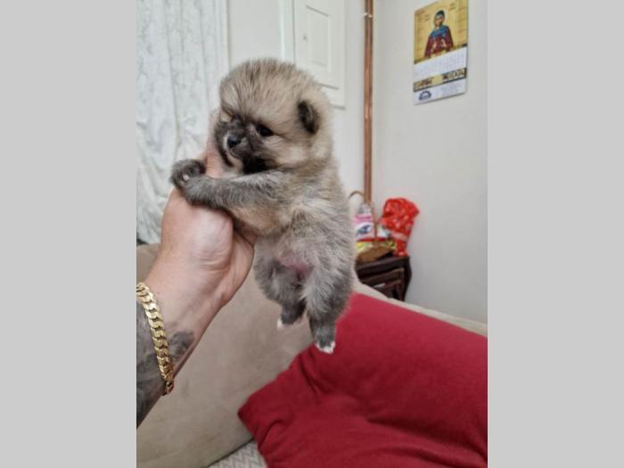 pomeranac štenci besplatni mali oglasi