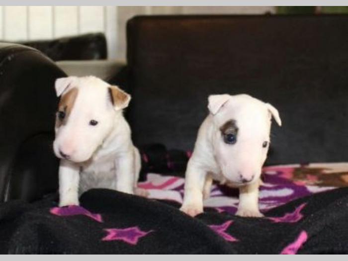 mini bull terijer besplatni mali oglasi