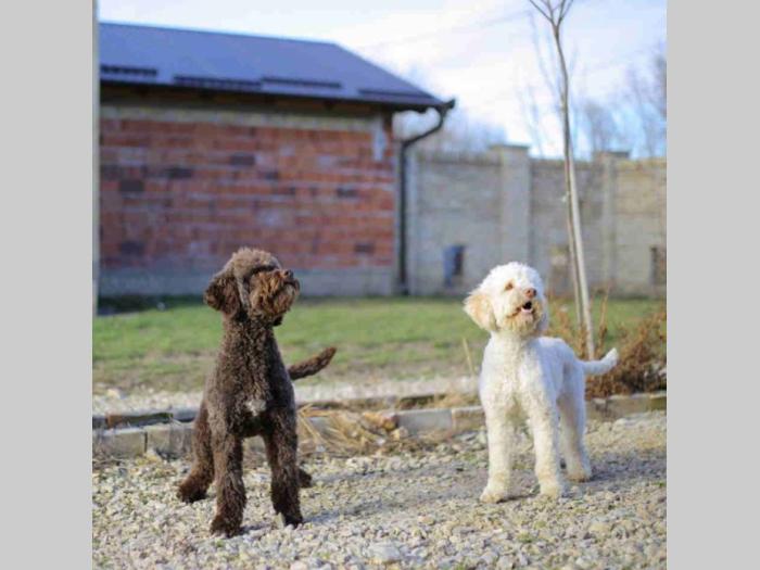 lagotto romagnolo besplatni mali oglasi