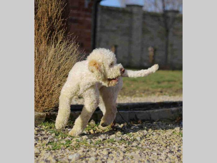 lagotto romagnolo besplatni mali oglasi