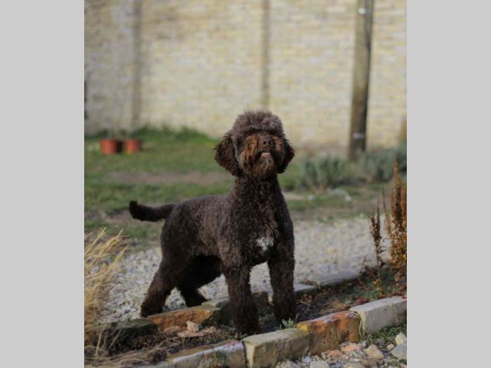 lagotto romagnolo besplatni mali oglasi