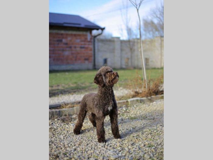 lagotto romagnolo besplatni mali oglasi