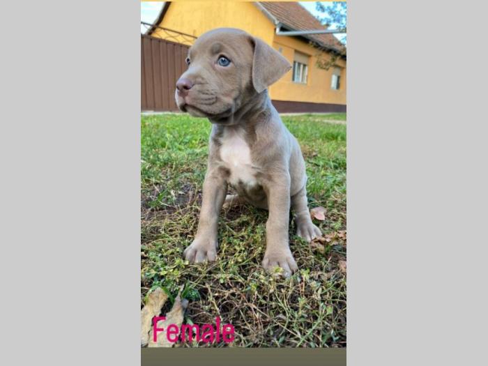 pit bul štenci besplatni mali oglasi