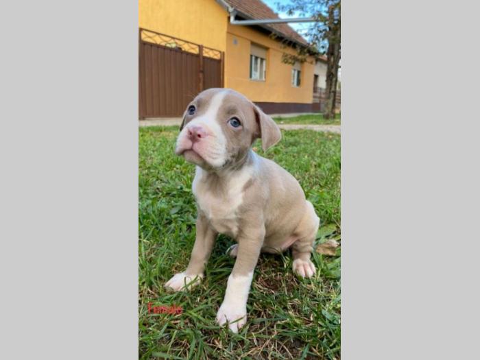 pit bul štenci besplatni mali oglasi