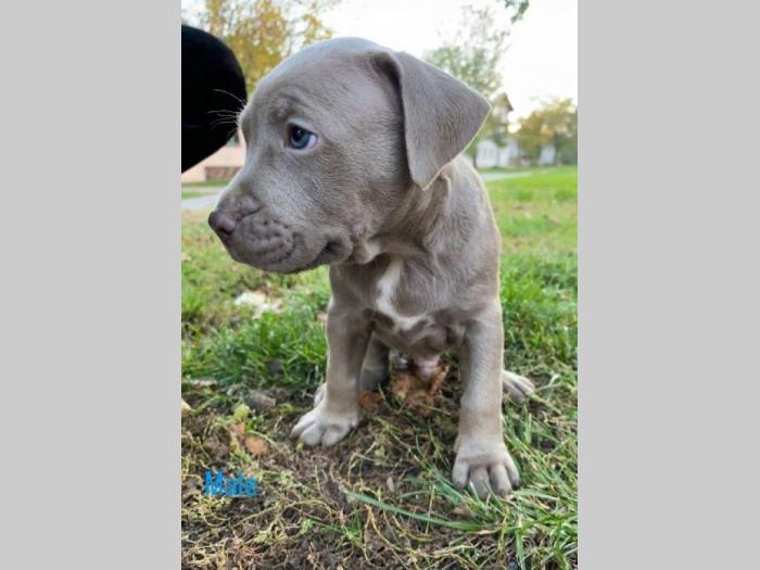 pit bul štenci besplatni mali oglasi