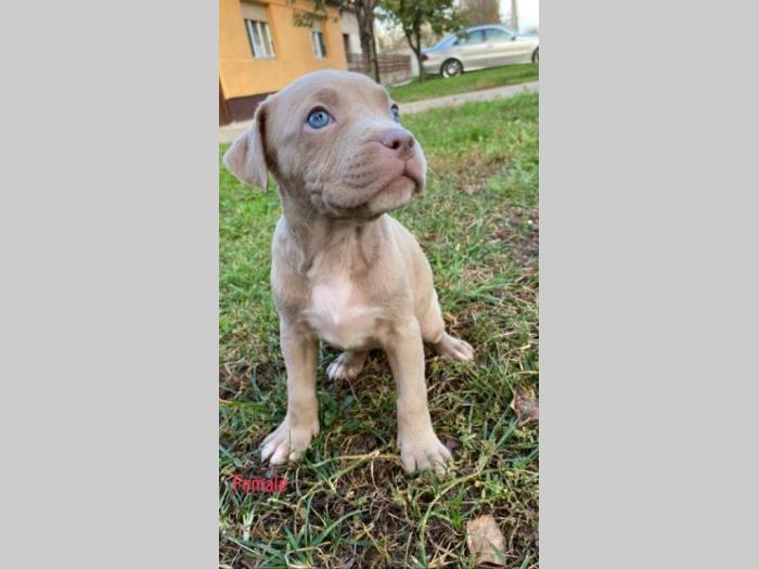 pit bul štenci besplatni mali oglasi