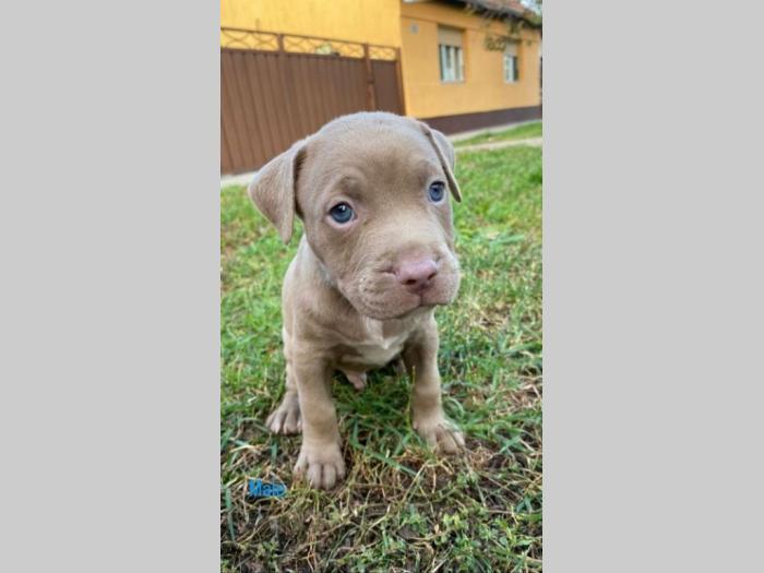 pit bul štenci besplatni mali oglasi