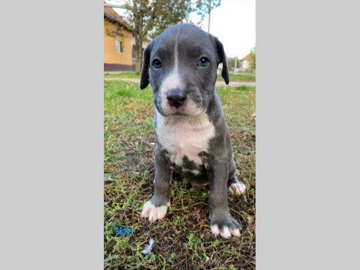 pit bul štenci besplatni mali oglasi