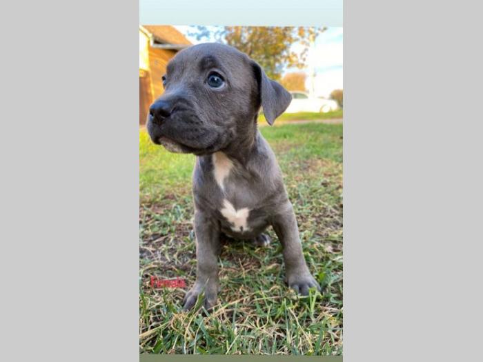 pit bul štenci besplatni mali oglasi