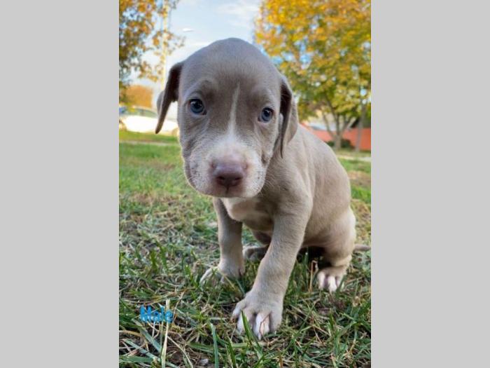 pit bul štenci besplatni mali oglasi