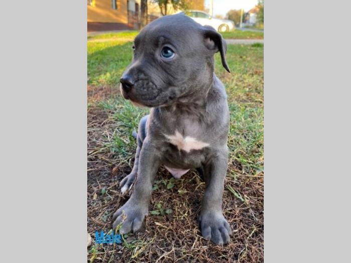 pit bul štenci besplatni mali oglasi