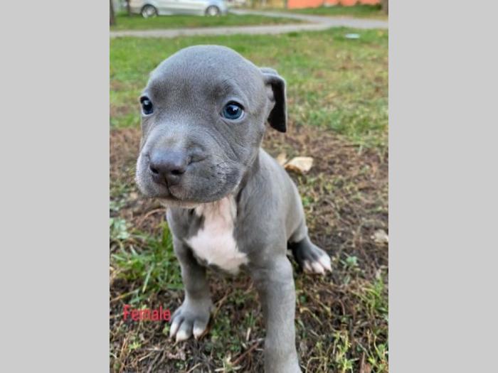 pit bul štenci besplatni mali oglasi