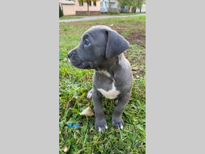pit bul štenci besplatni mali oglasi
