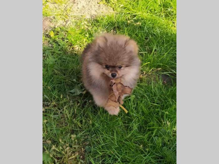 pomeranac štene besplatni mali oglasi
