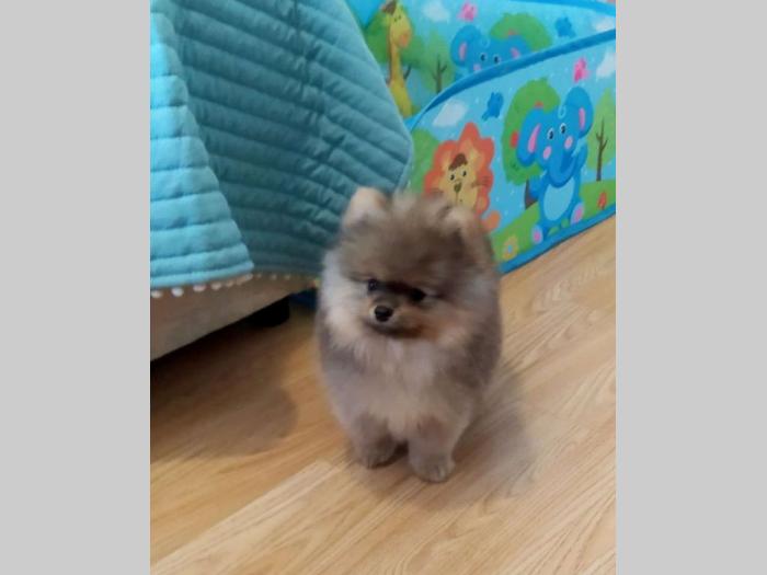 pomeranac štene besplatni mali oglasi