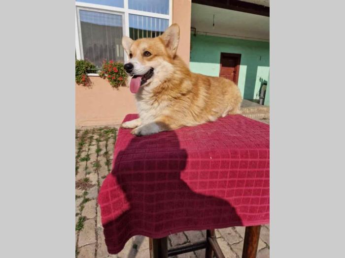 velški korgi pembork besplatni mali oglasi