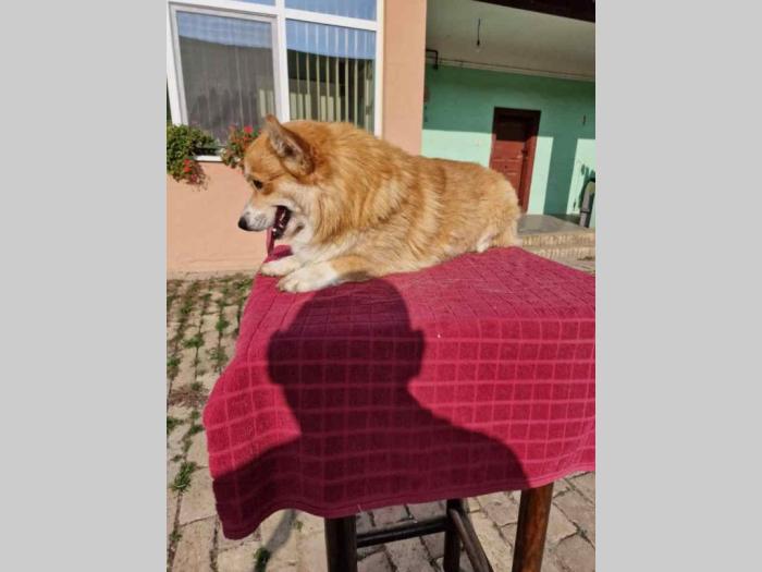 velški korgi pembork besplatni mali oglasi