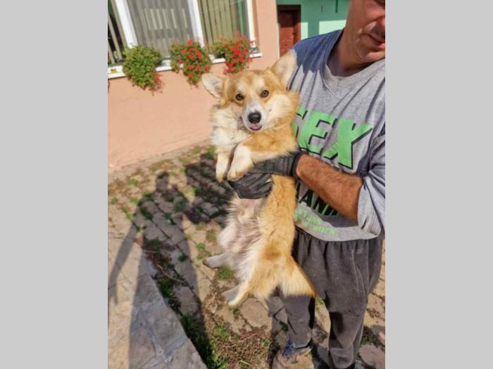 velški korgi pembork besplatni mali oglasi