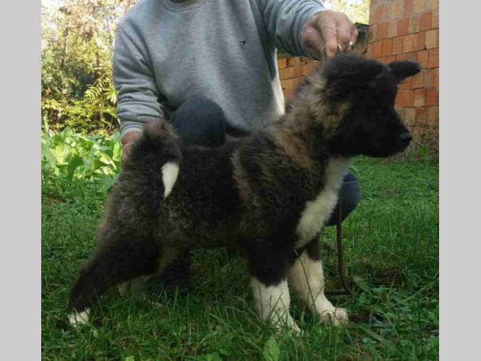 američka akita štene besplatni mali oglasi