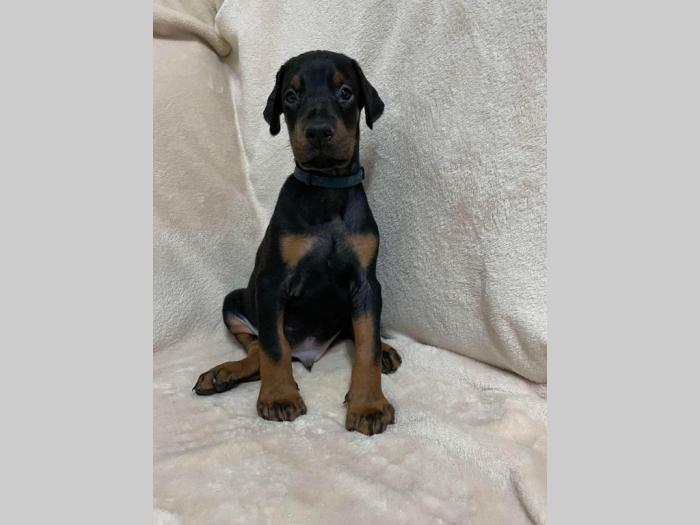 doberman štenci besplatni mali oglasi