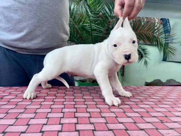 argentinska doga štene besplatni mali oglasi