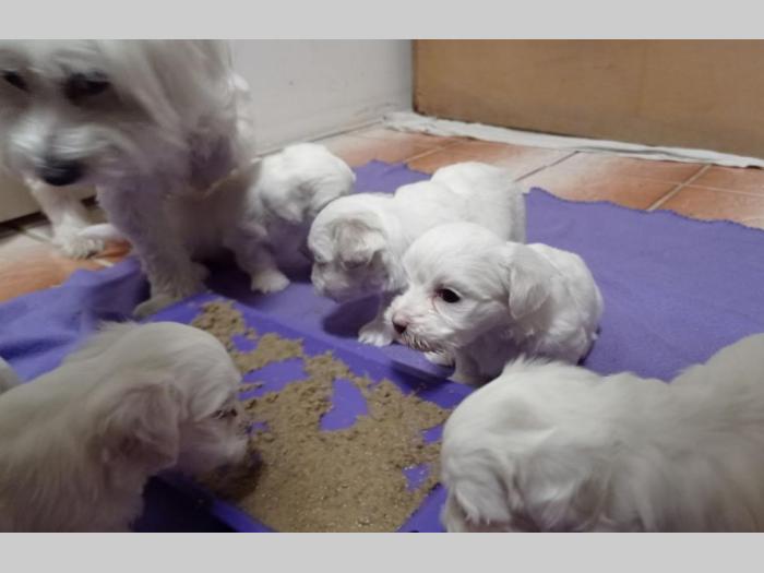 maltezeri štenci besplatni mali oglasi