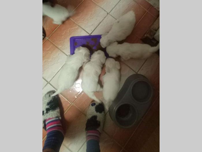 maltezeri štenci besplatni mali oglasi