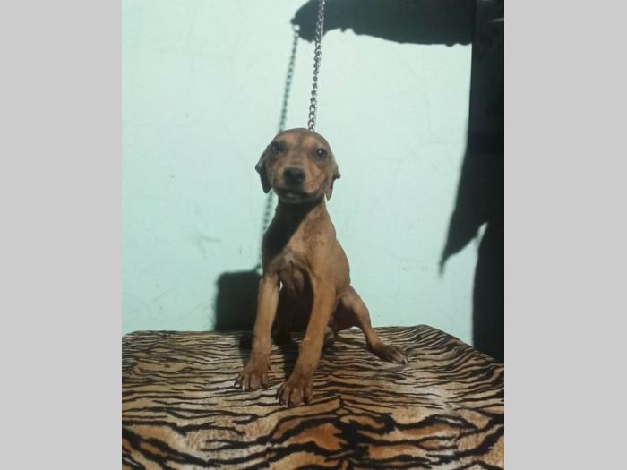 pitbul štenci besplatni mali oglasi