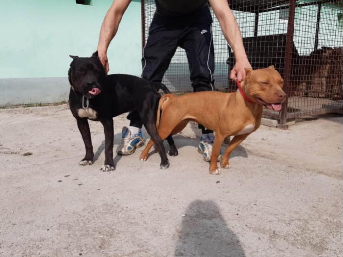 pitbul štenci besplatni mali oglasi