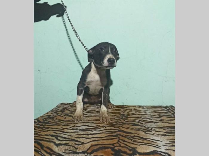 pitbul štenci besplatni mali oglasi