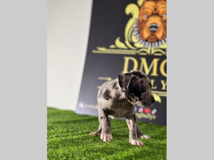 američki pitbul terijer štenci besplatni mali oglasi