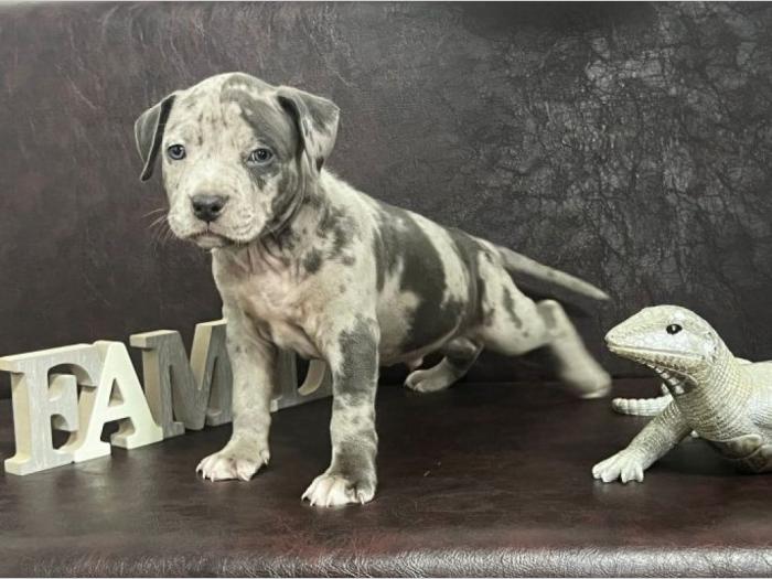 američki pitbul terijer štenci besplatni mali oglasi