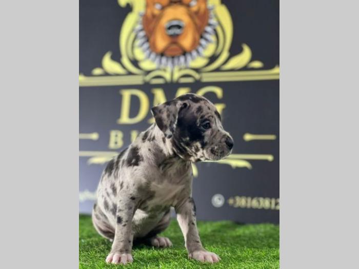 američki pitbul terijer štenci besplatni mali oglasi