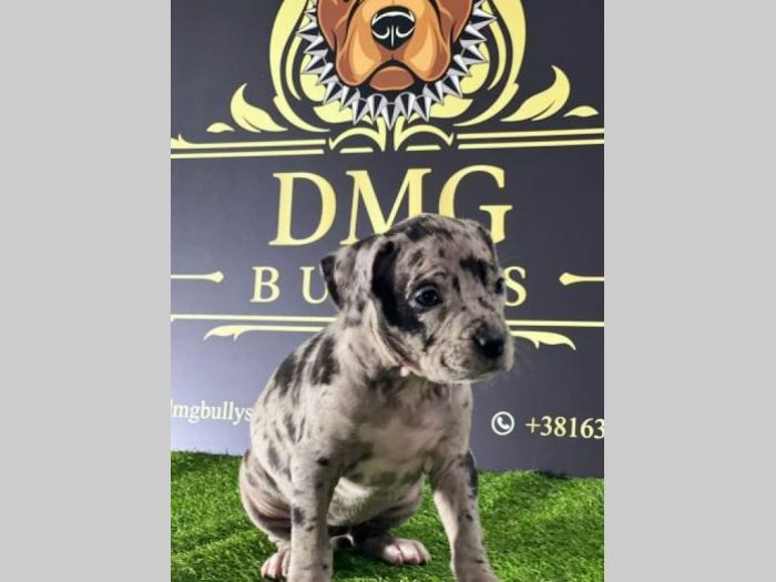američki pitbul terijer štenci besplatni mali oglasi