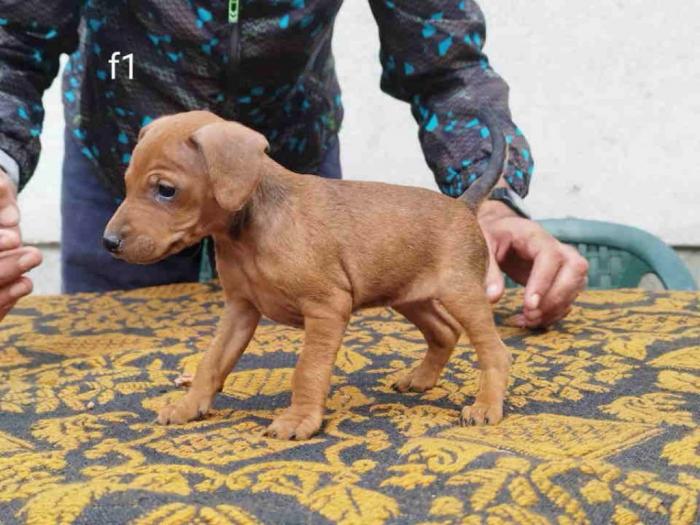 patuljasti pinčevi ženke besplatni mali oglasi