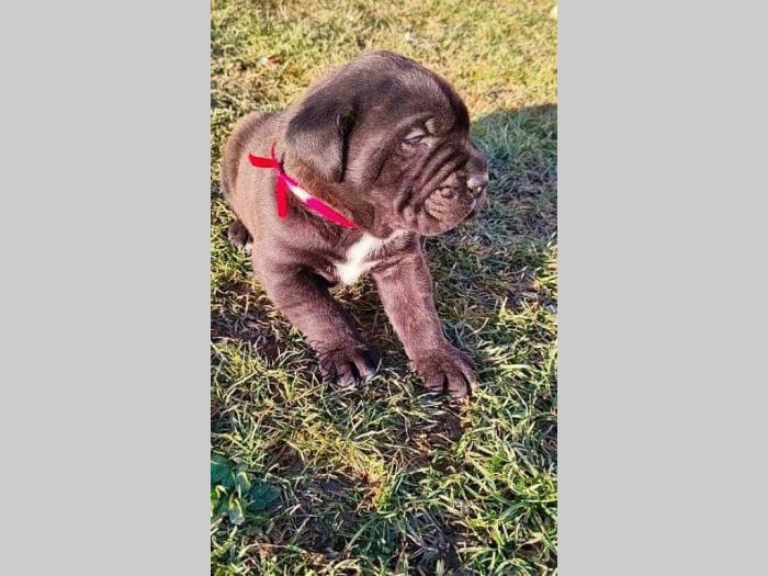 cane corso štenci besplatni mali oglasi
