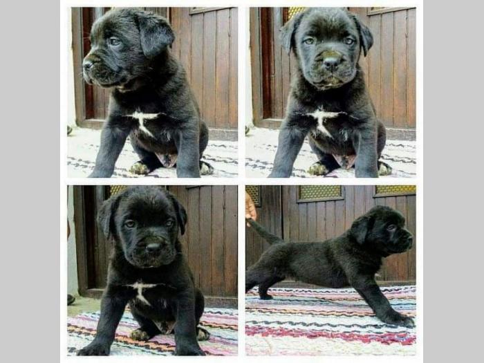 cane corso štenci besplatni mali oglasi